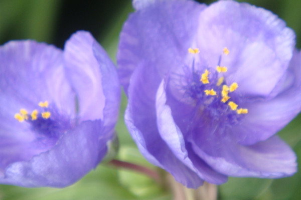 紫露草花語(yǔ)