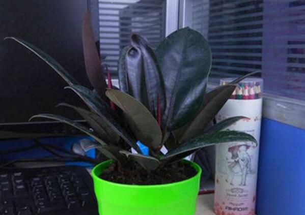 黑金剛和橡皮樹的區(qū)別，其實(shí)就就是橡皮樹的一種