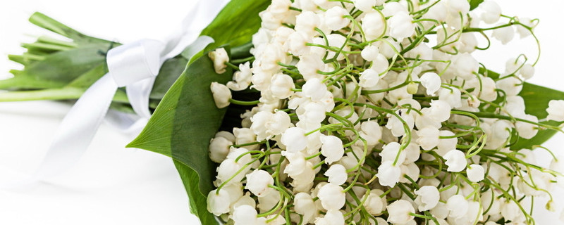 日本風(fēng)鈴花怎么養(yǎng)