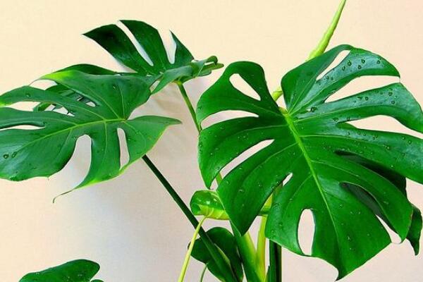 龜背竹什么時(shí)候開(kāi)背，種植半年到一年時(shí)間自然開(kāi)背