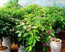 平安樹開花嗎，平安樹養(yǎng)多久可以開花