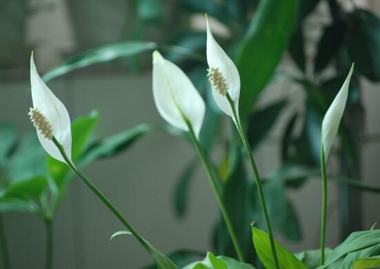 一帆風(fēng)順葉子下垂，四種原因以及解決辦法