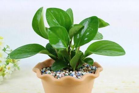 紫葉碧玉怎么養(yǎng)，土壤的選擇很關(guān)鍵