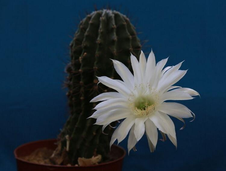 仙人掌幾年開次花，養(yǎng)護恰當(dāng)?shù)脑捒梢悦磕觊_花