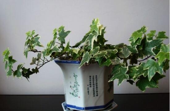 常春藤怎么扦插，做好六大要點存活率百分百