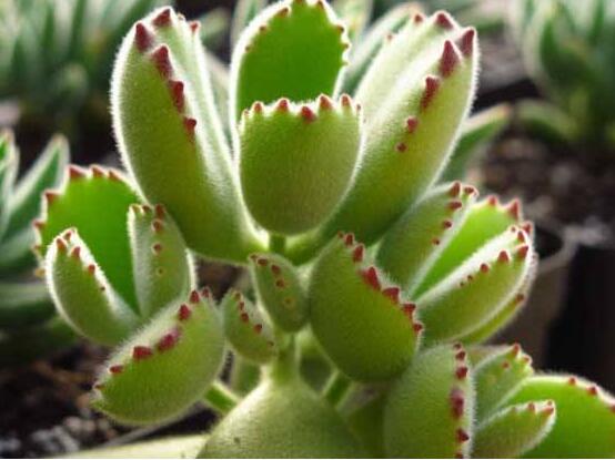 熊童子有毒嗎，無(wú)毒/驅(qū)除蚊蟲(chóng)、美化環(huán)境