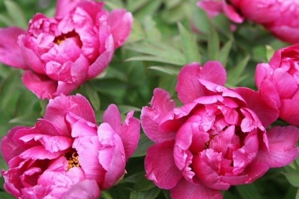 牡丹葉子蔫了怎么補(bǔ)救