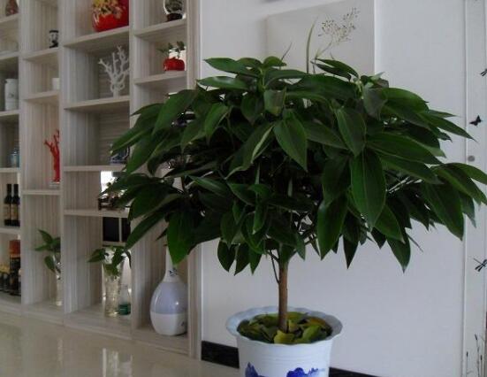 平安樹(shù)圖片大全，凈化空氣，矯正異味