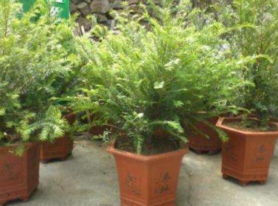 紅豆杉盆景冬天怎么養(yǎng)，教你五個好方法安然過冬