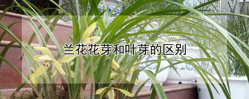 蘭花花芽和葉芽的區(qū)別