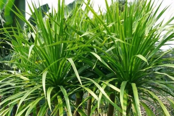 千年木和龍血樹區(qū)別