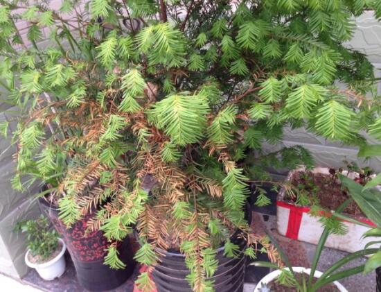 紅豆杉葉子干枯怎么辦，教你最有效三種解決方法