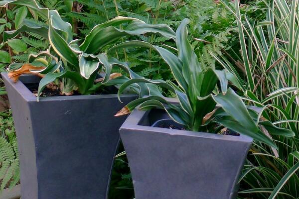 中華萬年青的養(yǎng)殖方法和注意事項(xiàng)：控制溫度合理施肥