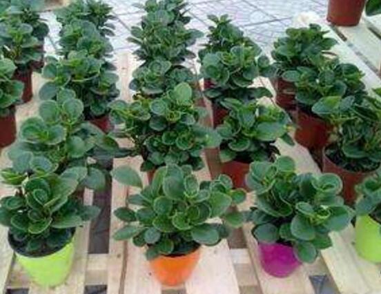 花卉小家碧玉怎么養(yǎng)，老農(nóng)總結(jié)八大基本方法