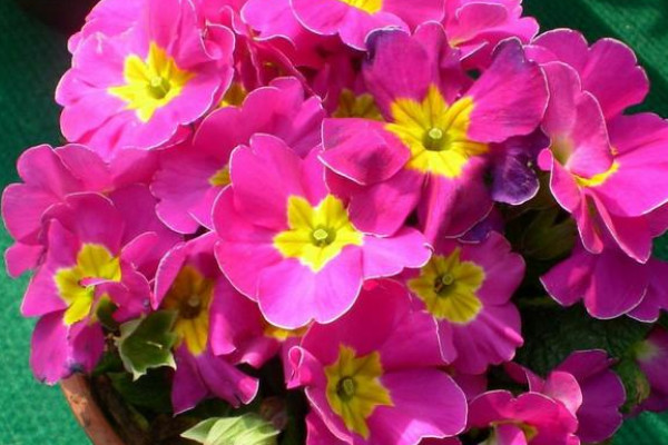 迎春花和報(bào)春花的區(qū)別