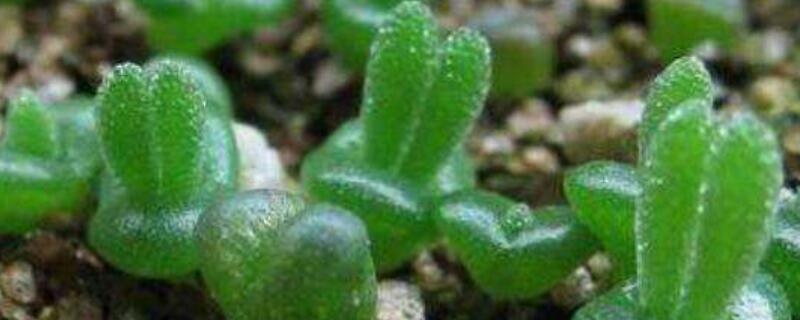 碧光環(huán)夏天怎么養(yǎng)