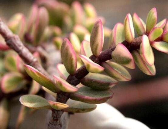 雅樂之舞怎么修剪，流枝修剪最為簡單(應(yīng)用廣泛)