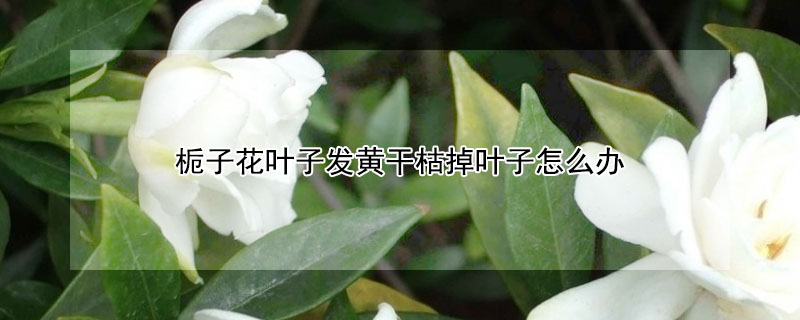 梔子花葉子發(fā)黃干枯掉葉子怎么辦