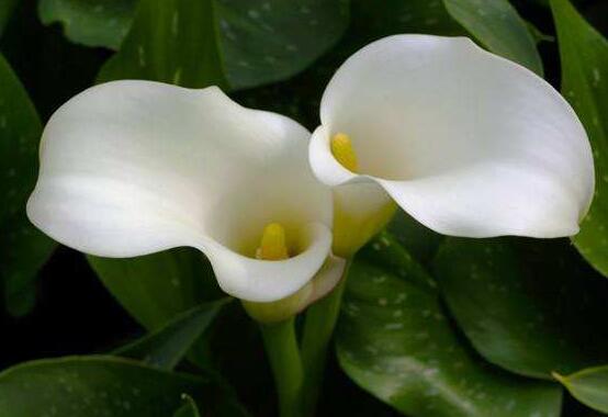 紅色馬蹄蓮花語，圣潔虔誠、永結(jié)同心、吉祥如意