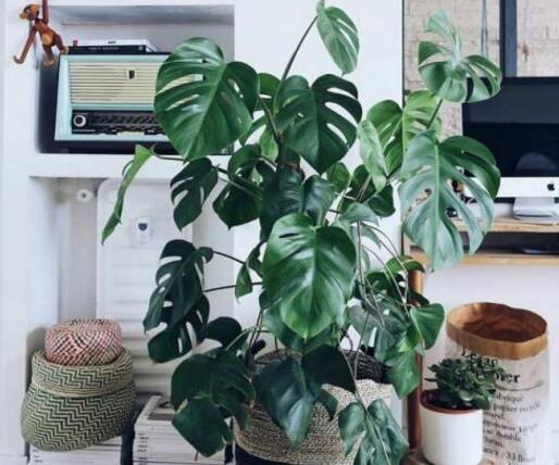 龜背竹多久澆一次水，不同的季節(jié)澆水的時間也不同