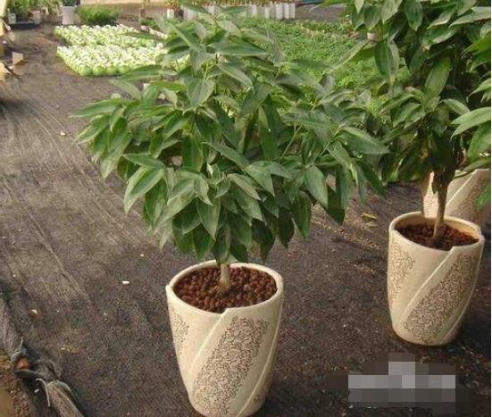 平安樹為什么不發(fā)新芽，三種原因以及解決方法