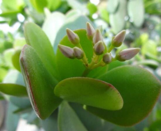 燕子掌掉葉子怎么辦，老農(nóng)教你三種最直觀解決方法