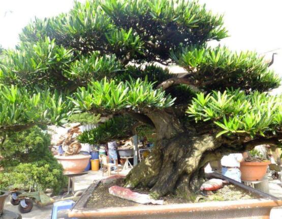 羅漢松修剪方法圖解，只需要三點(diǎn)步驟造型美觀茂盛