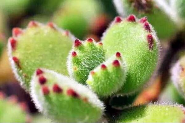 熊童子怎么繁殖，熊童子扦插繁殖方法