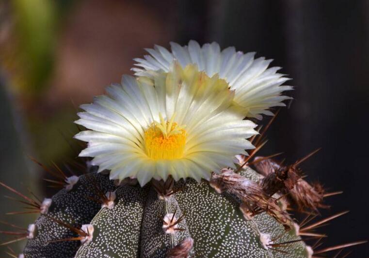 仙人掌幾年開次花，養(yǎng)護恰當(dāng)?shù)脑捒梢悦磕觊_花