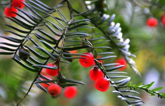 家里養(yǎng)紅豆杉樹好嗎，好/放在家中的這幾個方位上最好