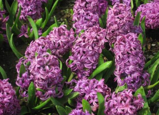 好看的風(fēng)信子圖片欣賞，姿色優(yōu)美，色彩艷麗