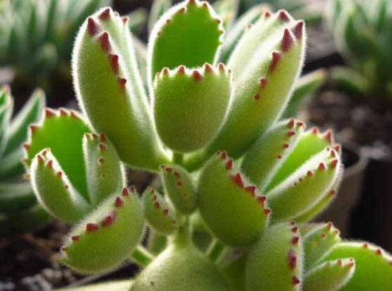 熊童子掉葉子怎么回事，三種原因以及解決方法