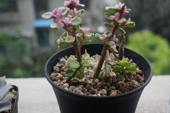 雅樂之舞冬天怎么養(yǎng)，只需要做好四點基本步驟