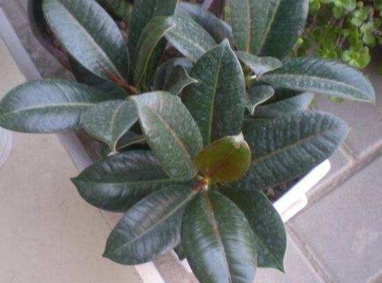 橡皮樹葉子下垂怎么辦，四種原因以及解決辦法