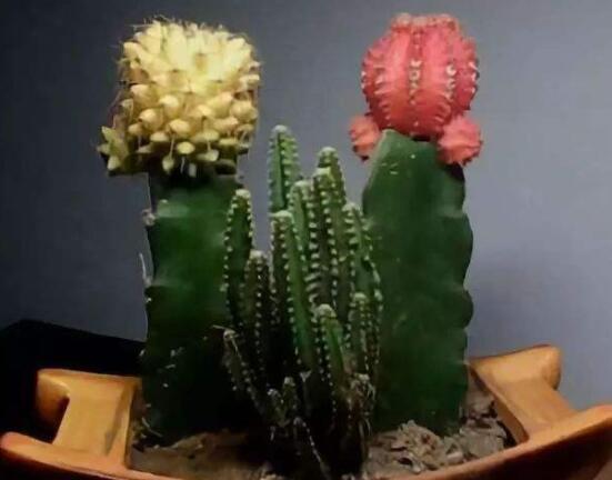 仙人掌怎么養(yǎng)可以又粗又壯，做到四個要點高枕無憂(健壯)