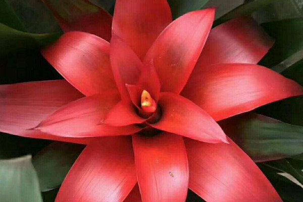 鴻運當(dāng)頭的護理方法