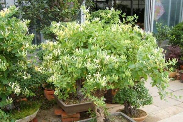 金銀花的種植方法，種子需進(jìn)行催芽處理