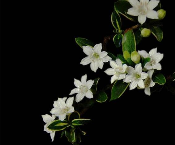 六月雪樹葉發(fā)黑怎么辦，找清原因及時救治（三種原因及解決方法）