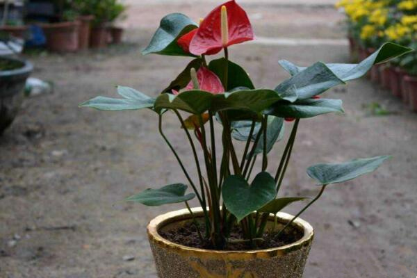 紅掌的花語是什么，代表了熱情、大展宏圖