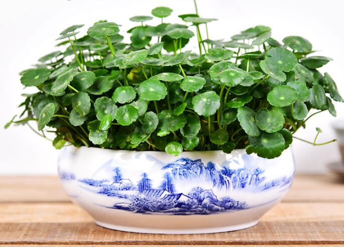 銅錢草怎么剪枝水培，剪成一根勤換水