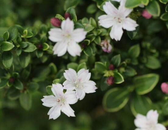 六月雪葉子發(fā)黑脫落怎么辦，做好三個要點即可恢復綠意