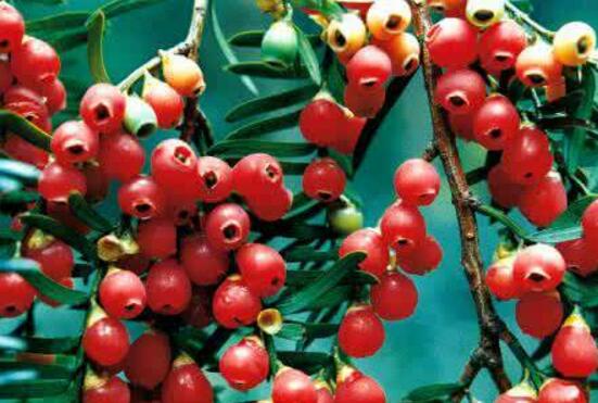 紅豆杉怎么換盆，三個簡單方法教你輕松學(xué)會