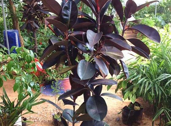 橡皮樹幾月份砍頭好，6-7月是最佳砍頭時間