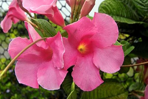 雙喜藤花期后怎么養(yǎng)殖