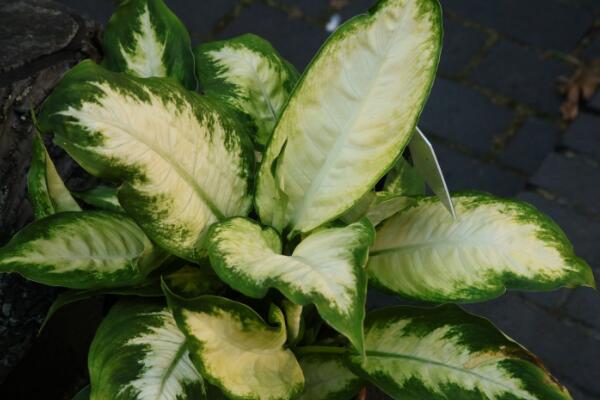 萬年青的養(yǎng)殖方法和注意事項：土壤適宜/溫度適中/切勿暴曬/合理澆水