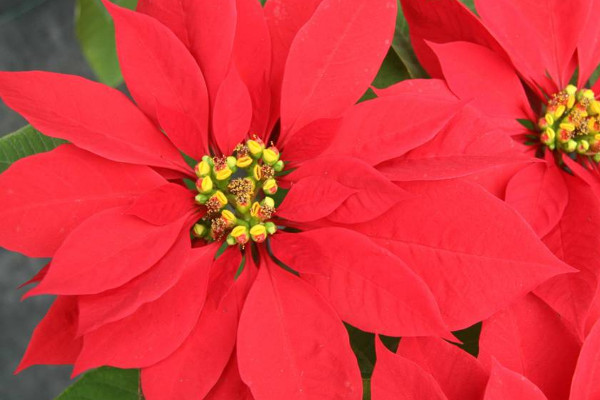 一品紅的花期有多長(zhǎng)