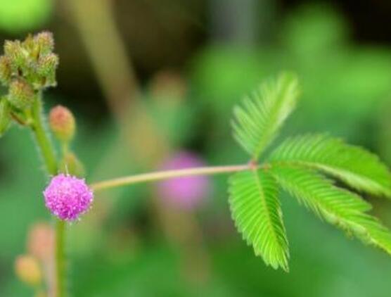 含羞草怎么養(yǎng)護，老農(nóng)總結(jié)五點最實用方法