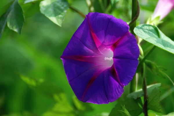 牽?；ǚN子怎么種