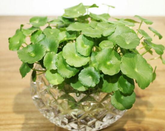 銅錢草可以放魚缸里嗎，銅錢草水培方法