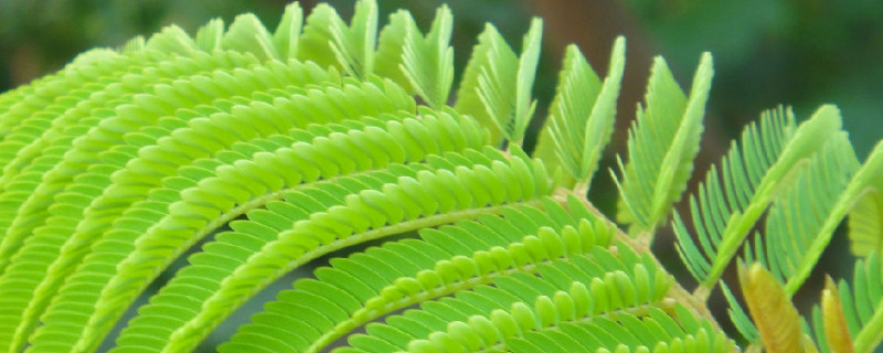 含羞草長(zhǎng)太大了怎么辦